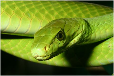 Green Mamba snake bite woman fighting for her life Ac