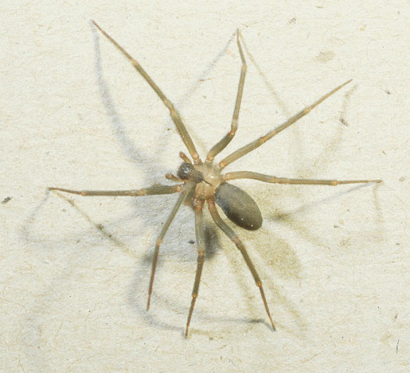 spider bites pictures australia. This spider is breading