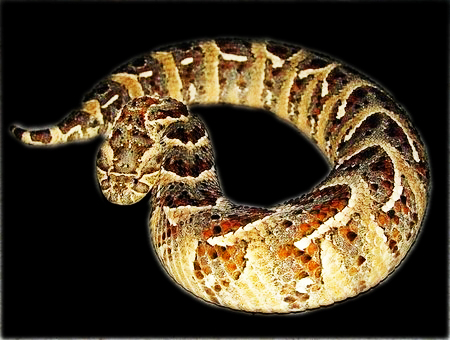 African puff adder