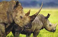 Suspected rhino poachers arrested for unlawful possession of hunting rifle