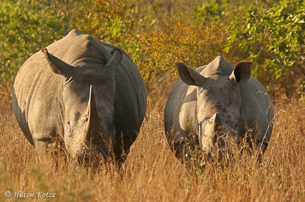 Several suspects arrested for various crimes related to rhino poaching.