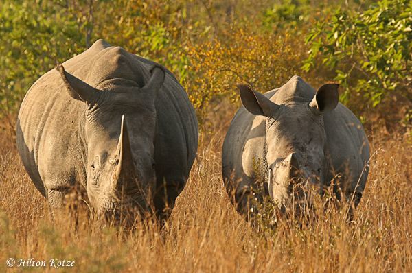 Environmental Affairs Minister Edna Molewa has condemned the killing of a Kruger National Park ranger