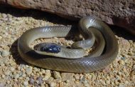 Man treated after he was bitten by Red Lipped Snake at Craigie Burn 