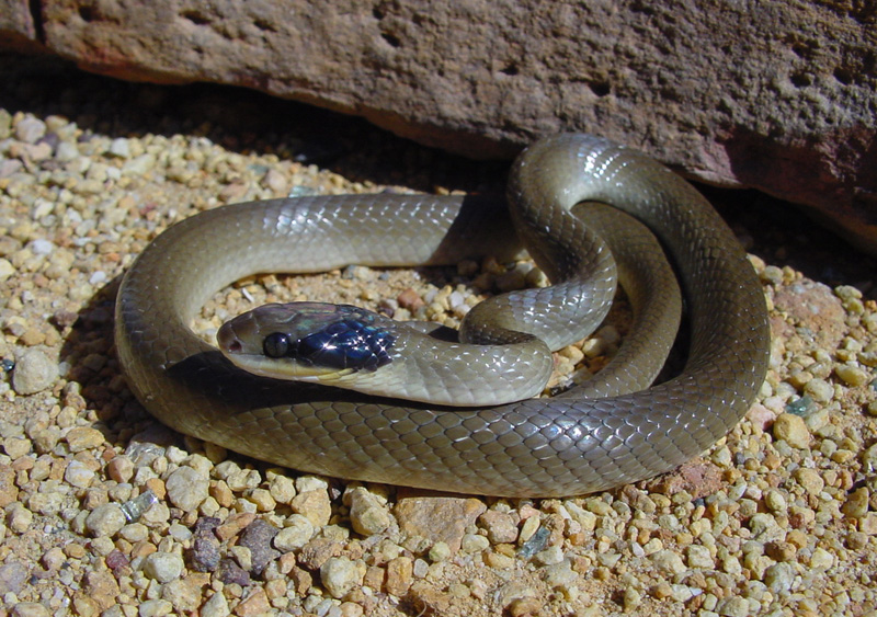 Man treated after he was bitten by Red Lipped Snake at Craigie Burn 