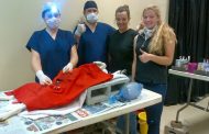 Dogs spayed in community project in Motherwell