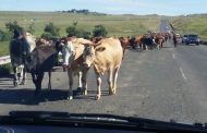 Road Rules also regulate animals on our roads