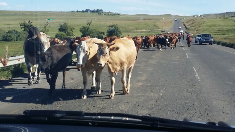 Road Rules also regulate animals on our roads