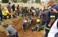 Efforts combined in rescue of horse from drain inspection hole in Tembisa