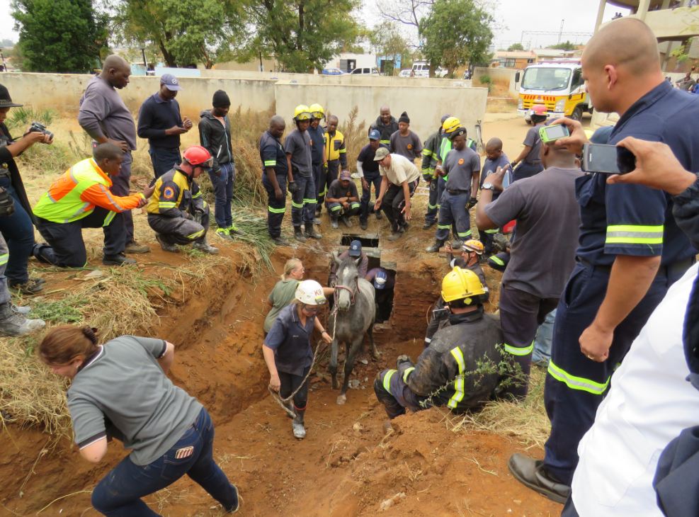 Efforts combined in rescue of horse from drain inspection hole in Tembisa