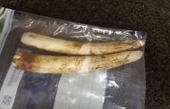 Man arrested allegedly selling elephant tusks in Limpopo