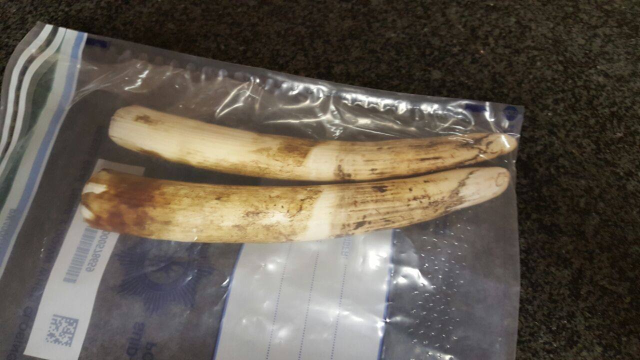 Man arrested allegedly selling elephant tusks in Limpopo