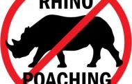 Case opened after killing of 5 rhinos in North West