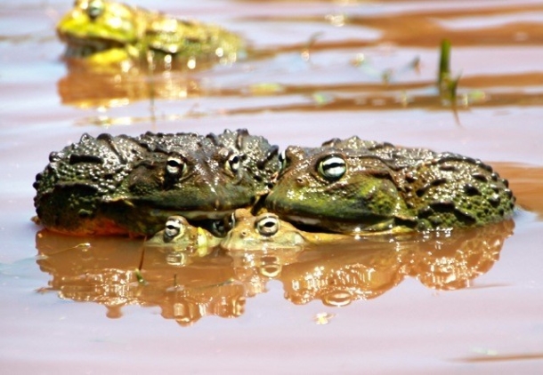 Why did the Bullfrog cross the road?