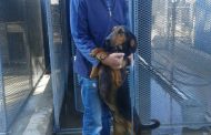 Bloemfontein dog handler bids farewell to SAPS after 43 years of service