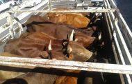 Stock theft suspect arrested and stolen cattle recovered in Limpopo