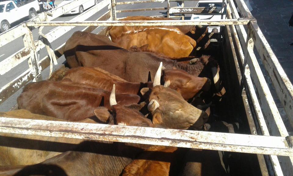 Stock theft suspect arrested and stolen cattle recovered in Limpopo