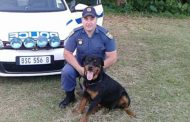 K9 Zeus stops robber in his tracks with his skills