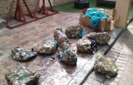 Suspect arrested with abalone in Table View
