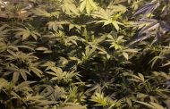 Hydroponic dagga lab shutdown in Richmond