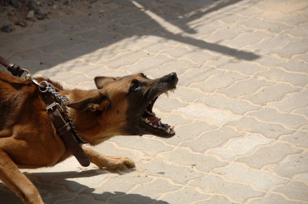 Dog attack leaves Pietermaritzburg woman seriously injured