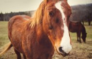 Pensioner hospitalised after falling off a horse in Magaliesburg and sustaining several injuries