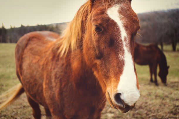 Pensioner hospitalised after falling off a horse in Magaliesburg and sustaining several injuries