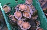 Three arrested after vehicle chase in illegal possession of abalone in Eastern Cape