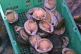 Three arrested after vehicle chase in illegal possession of abalone in Eastern Cape