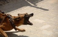 Centurion woman seriously injured during dog attack