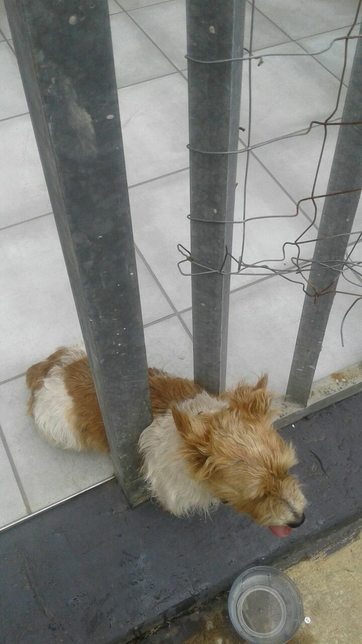Trapped Dog Rescued in Tongaat
