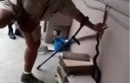 Black mamba captured at residence in Tongaat