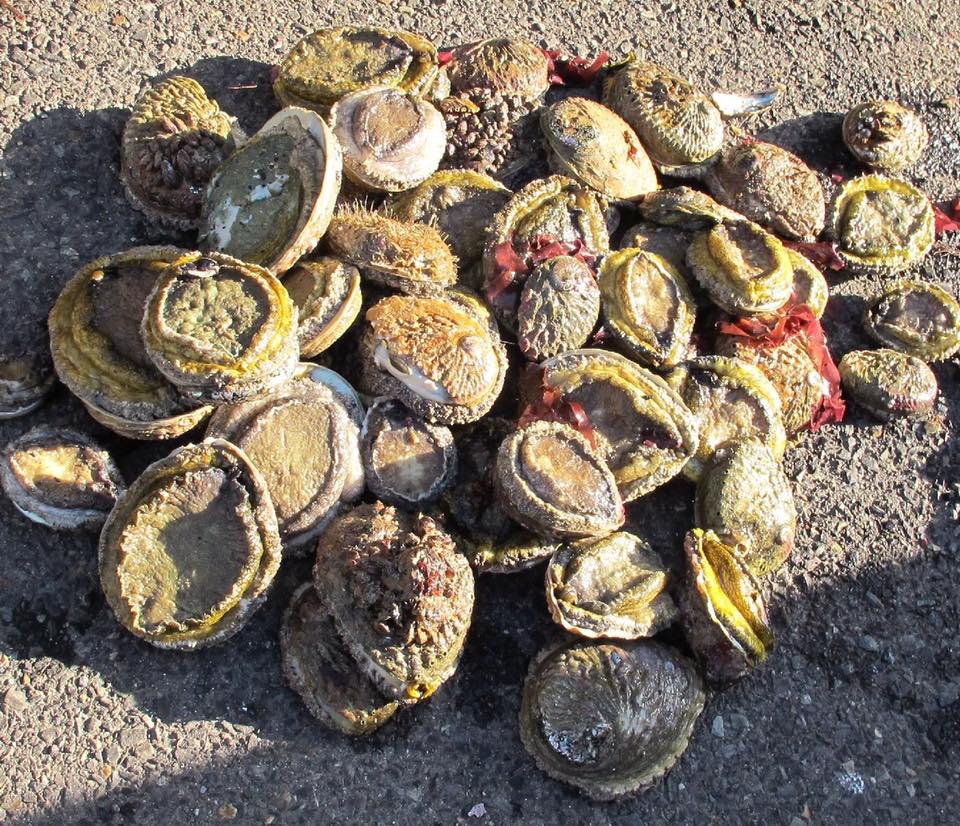 Three suspects arrested after vehicle search in Table View in possession of illegally acquired abalone