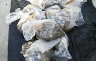 Suspect arrested in possession of a hijacked vehicle and abalone valued at R 500 000