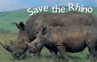 Rhino horn dealers sentenced in Mpumalanga
