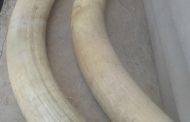 Five suspects arrested in vehicle search for unlawful possession of elephant tusks