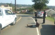 Theft suspect inflicted with mob justice outside a home on Heathrow Avenue in Parkgate
