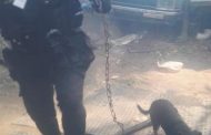 Dogs Rescued in House Fire in Verulam, KZN