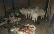 Two arrested for stock theft