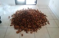 Total of five suspects arrested for the illegal possession of abalone in three separate cases