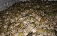 Three suspects arrested and Abalone to the value of R2Million seized in Plumstead
