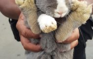 Are you missing a Bunny?