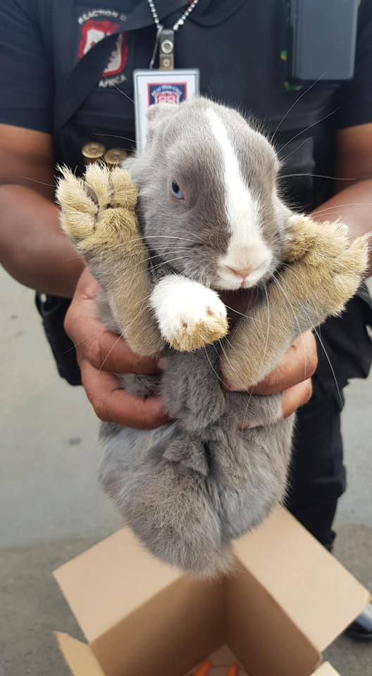 Are you missing a Bunny?