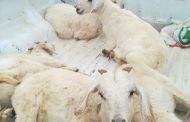 36yr-old suspect arrested for alleged Stock Theft