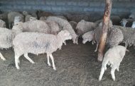 SAPS committed in fighting stock theft