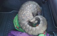 The police nabbed suspects for illegal possession of protected species