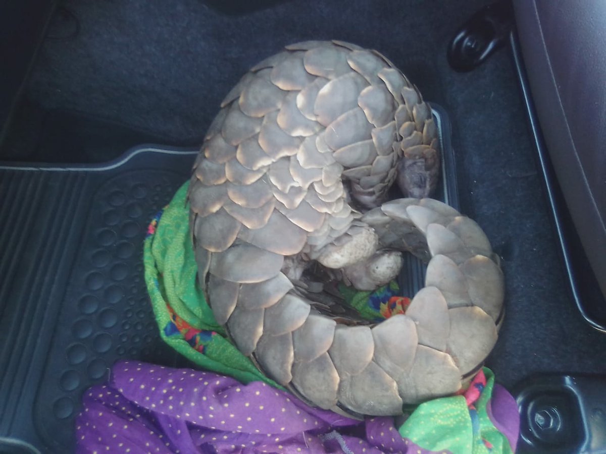 The police nabbed suspects for illegal possession of protected species