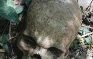 Human skull discovered in a bush in Verulam