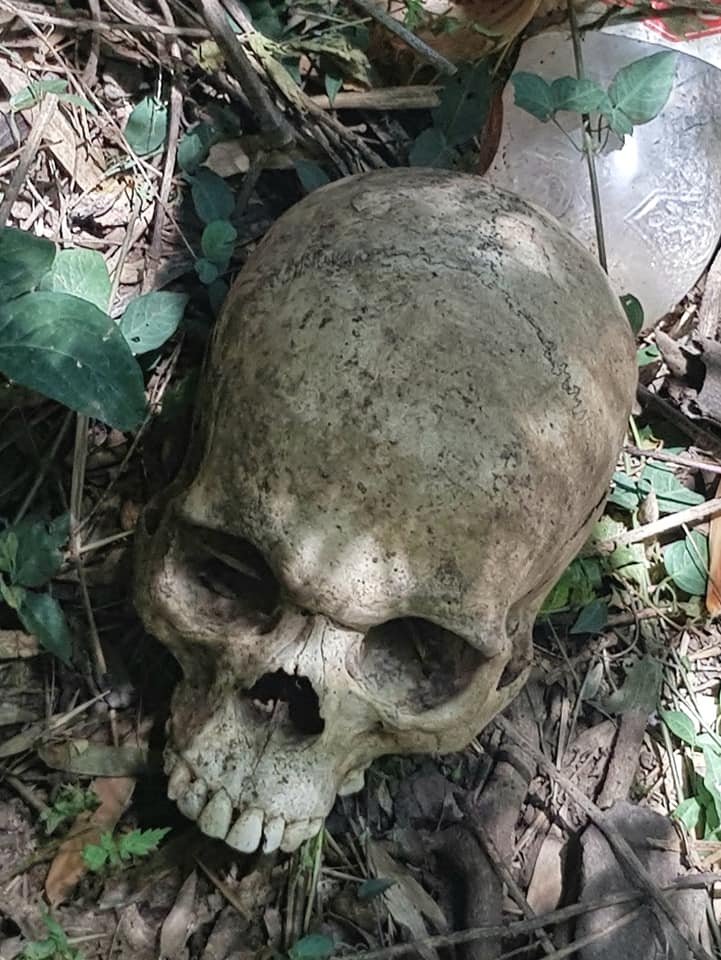 Human skull discovered in a bush in Verulam