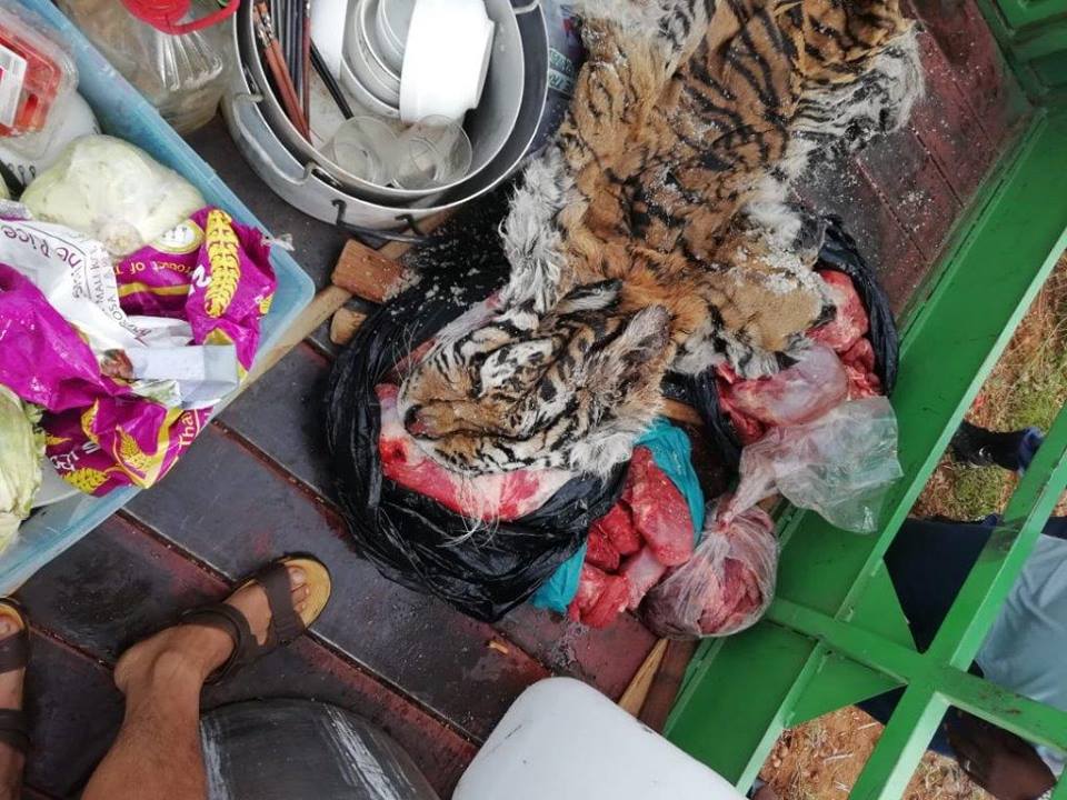 Eight suspects arrested for illegal possession of lion bones, meat and tiger’s skin