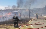 Dogs & Birds rescued during fire in Temple Valley